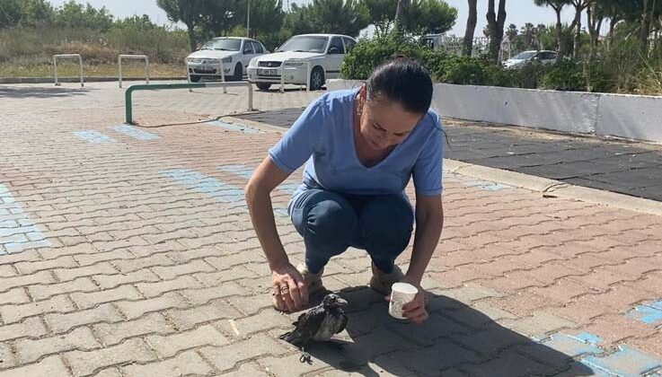 Sıcakta bayılan kargalara şefkat eli