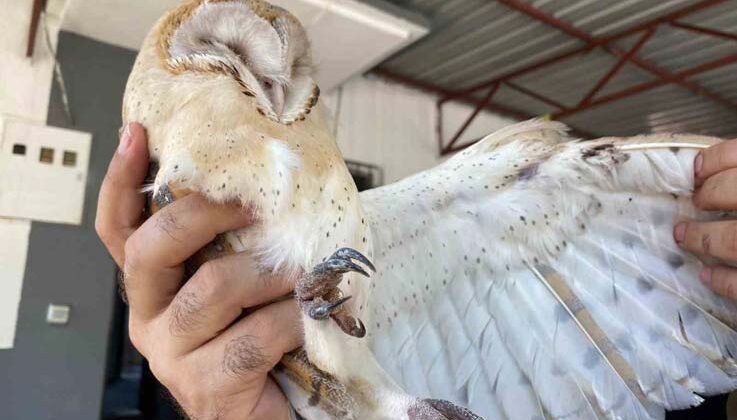 Türkiye’de nadir görülen peçeli baykuş, Antalya’da evin bahçesinde bulundu