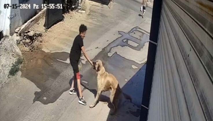 Beslediği sokak köpeği küçük çocuğa saldırdı, elini zor kurtardı
