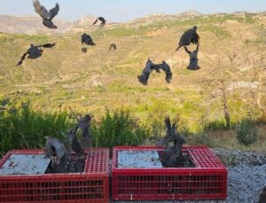 Antalya’da orman yangınına karşı doğa dostu adım: 920 keklik salımı gerçekleştirildi