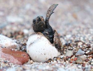 Çıralı’da caretta caretta rekoru