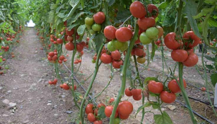 Antalya’da domatesin miktarı düştü, fiyatı arttı