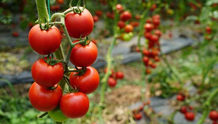 Antalya’da Ekim ayında domates miktarı geçen aya göre arttı