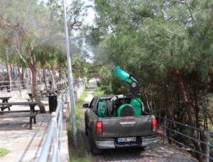 Alanya Belediyesi çam kese böceğine önlem aldı