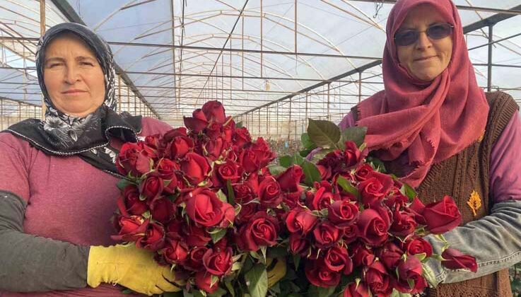 Sevgililer Günü gül üreticisinin yüzünü güldürecek