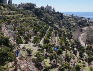 Kilogramı 200 TL’den satılan Avokadolar Alanya’da üreticilerin yüzünü güldürdü