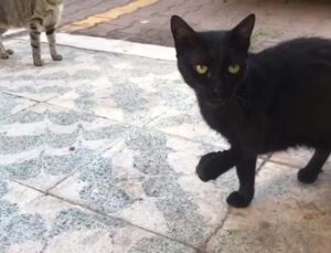 Antalya’da ’kayıp kara kediler’ bilmecesi