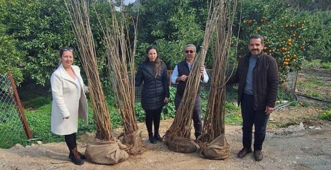 Alanya’da 7 üreticiye dut fidanı desteği