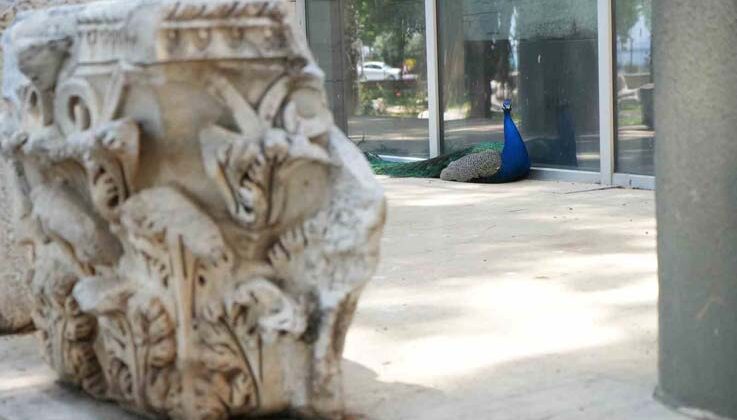 Antalya Arkeoloji Müzesi’nin renkli nöbetçileri tavus kuşları