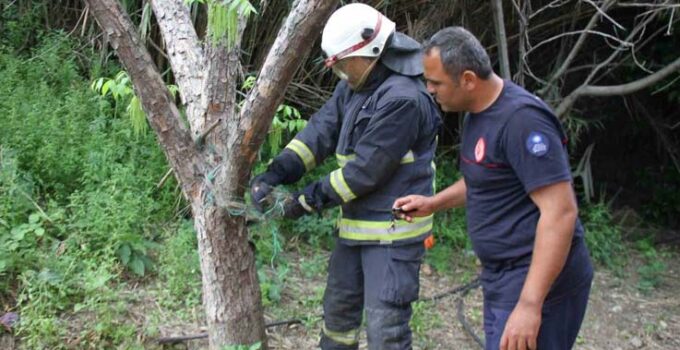 Serik’te ağlara dolanan yılanı itfaiye kurtardı