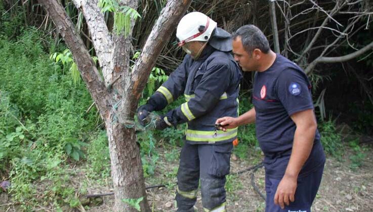Serik’te ağlara dolanan yılanı itfaiye kurtardı