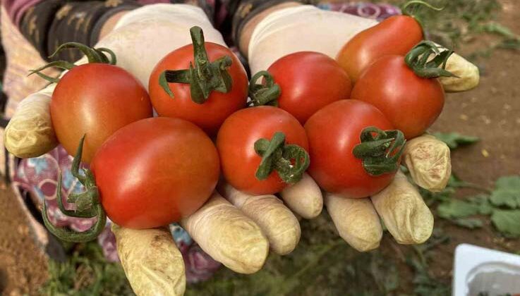 Tarım Antalya’yı ihracatta sırtladı: Yaş meyve sebzede yüzde 17,7 artış