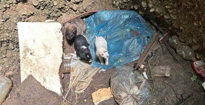 Antalya’da kuyuya düşen 7 yavru köpeği itfaiye kurtardı
