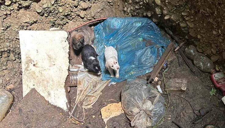 Antalya’da kuyuya düşen 7 yavru köpeği itfaiye kurtardı