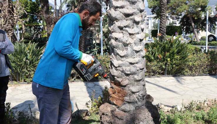 Alanya’da hurma ağaçlarına endoterapiyle uzun süreli koruma yapıldı