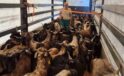 Kurbanlık denetimleri başladı