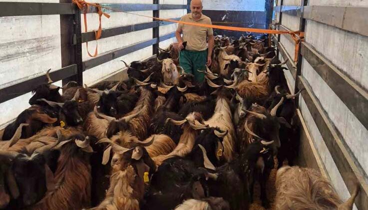 Kurbanlık denetimleri başladı