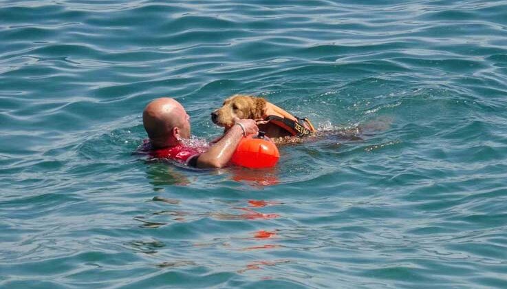 Türkiye’nin ilk sivil sualtı kurtarma köpeği Zeyna, görev için gün sayıyor