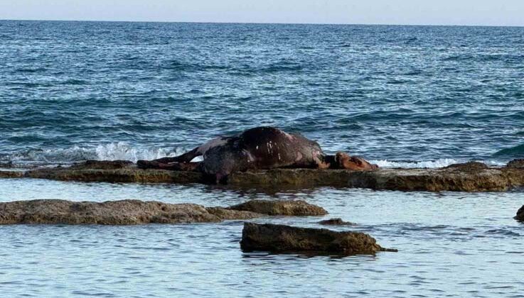 Antalya’da denizin ortasında inek leşi görenler gözlerine inanamadı