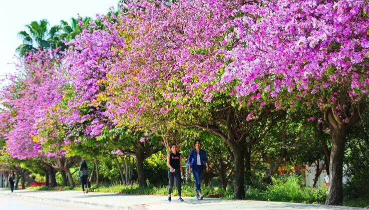 Akdeniz Üniversitesi Çevre Hizmet Ödülleri açıklandı