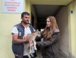 Yolda bulduğu yaban keçisi yavrusunu Doğa Koruma ve Milli Parklara teslim etti