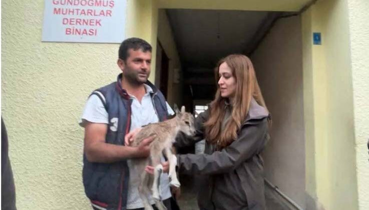 Yolda bulduğu yaban keçisi yavrusunu Doğa Koruma ve Milli Parklara teslim etti
