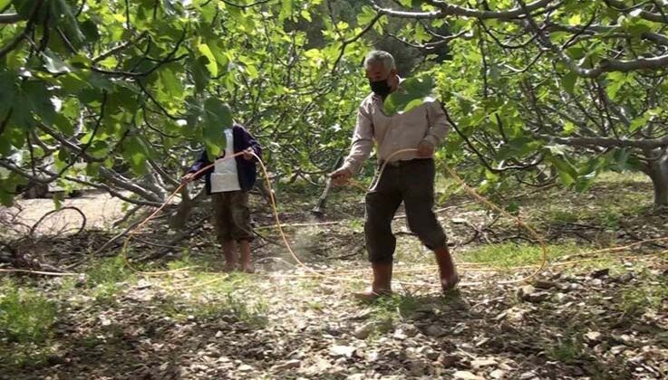 Antalya’da incir bahçelerinde yeni sezon hazırlıkları