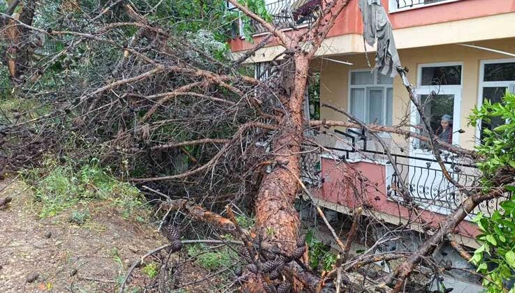 Manavgat’ta dev ağaç binanın üzerine devrildi