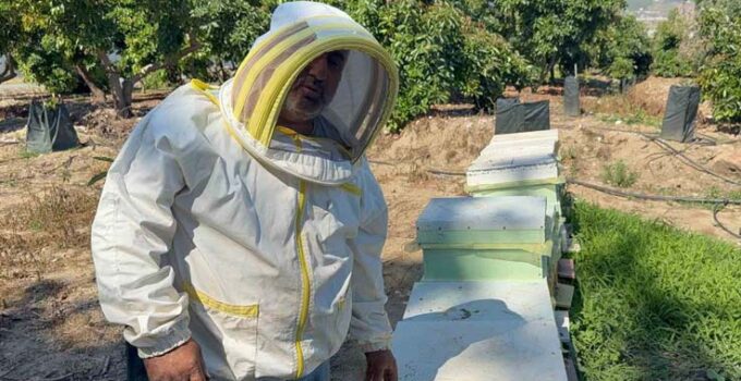 Kovanlarına ayı saldıran arıcı: “Bal falan kalmamış”