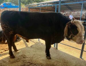1 ton 300 kiloluk tosun 430 Bin TL’ye satıldı