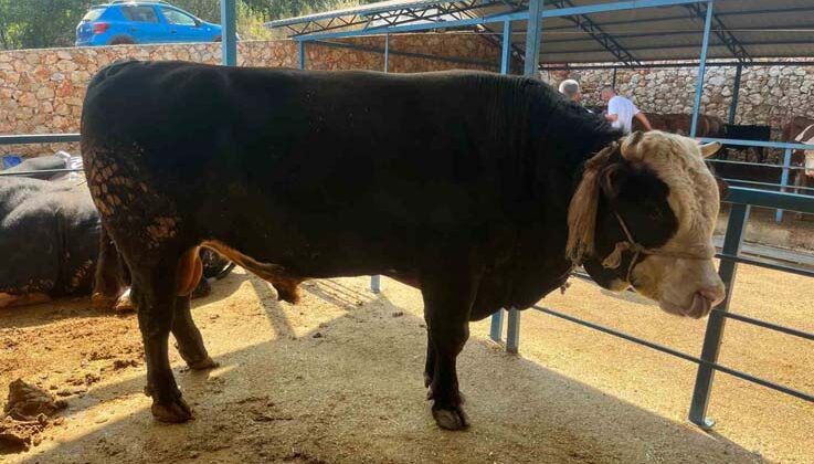 1 ton 300 kiloluk tosun 430 Bin TL’ye satıldı