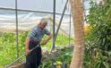 Alanya’da papaya hasadı başladı, kilosu 100 liraya kadar alıcı buluyor