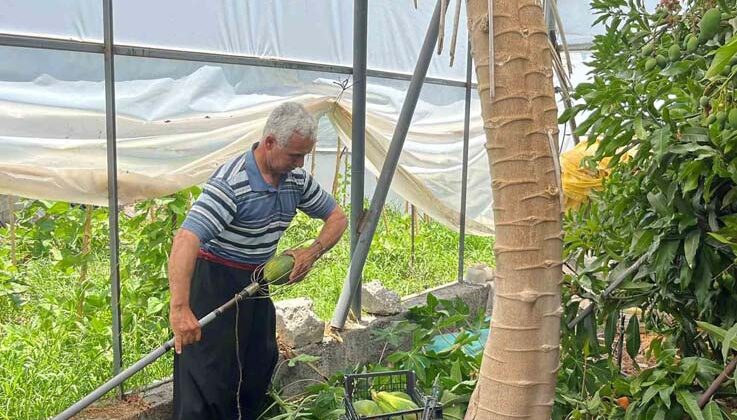 Alanya’da papaya hasadı başladı, kilosu 100 liraya kadar alıcı buluyor