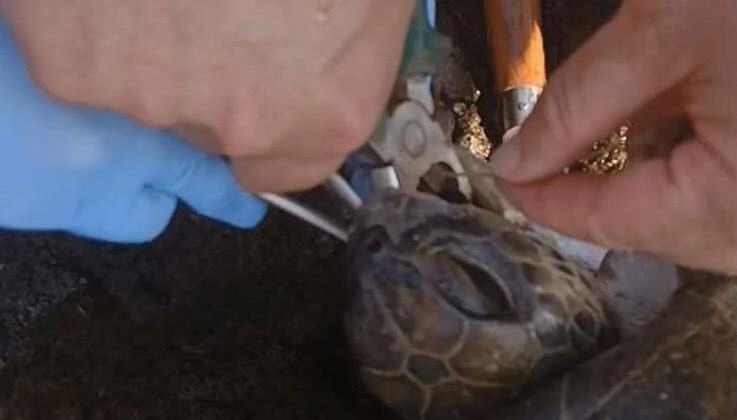 Misina yutan caretta ekiplerin müdahalesiyle hayata döndü
