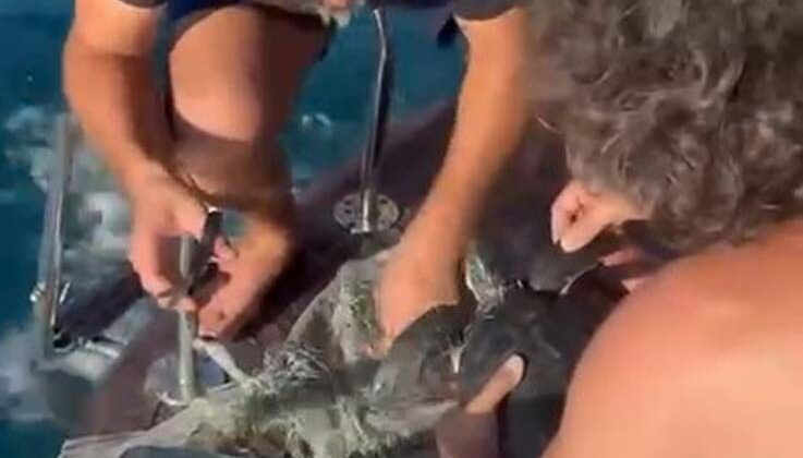 Alanya’da plastik çuvala dolanan yavru caretta caretta balıkçılar tarafından kurtarıldı