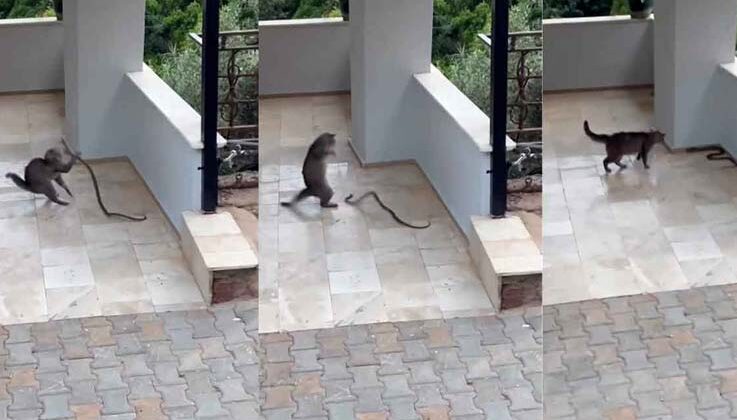 Alanya’da yılana kafa tutan kedi