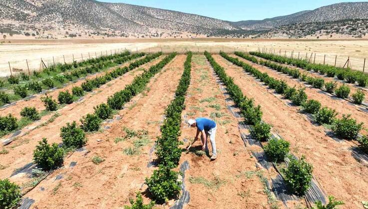 Susuzluk nedeniyle tarım yapılamayan ilçe arıtma suyuyla yeşerdi