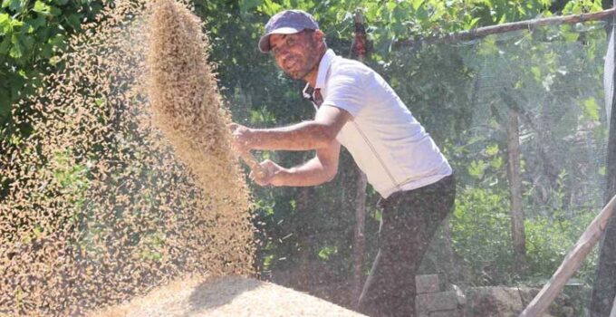 Korkuteli Yeşiloba Yaylası’nda hibe tohumların buğday hasadı başladı