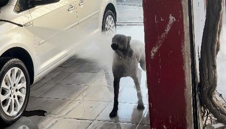 Sıcaktan bunalan köpeğin serinleme yöntemi izleyenleri gülümsetti