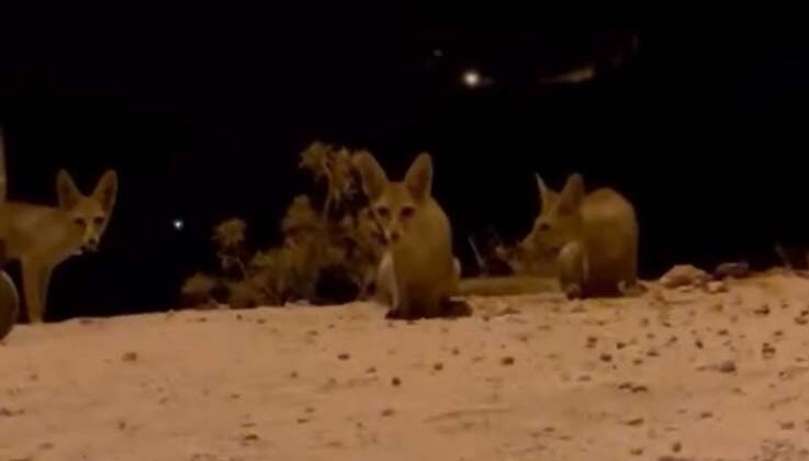 Antalya’da aç kalan tilki yavrularını kraker ve bisküviyle beslediler