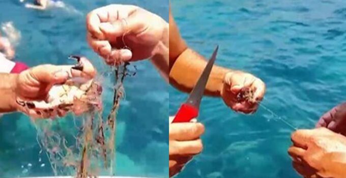 Alanya’da ağa takılan yengeçler kurtarıldı