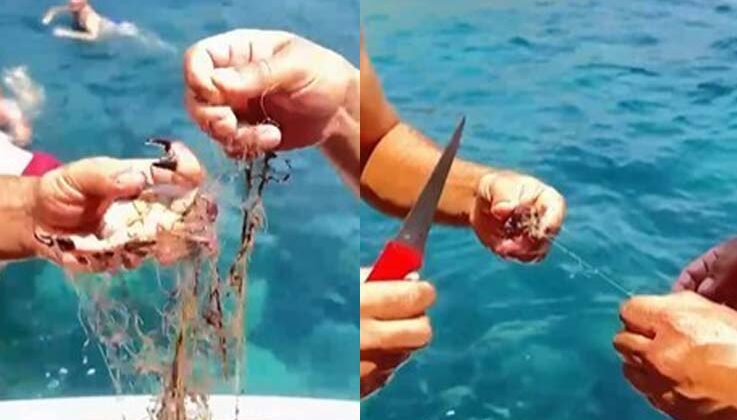Alanya’da ağa takılan yengeçler kurtarıldı