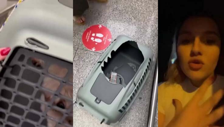 Uçağın kargo bölümüne verdiği evcil hayvanlarını teslim alınca çılgına döndü