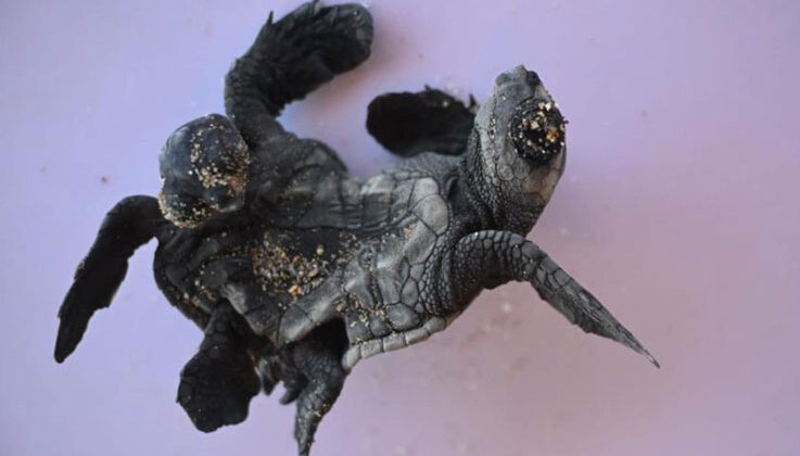 Manavgat’ta ender rastlanan olay: Siyam ikizi Caretta caretta yavrusu bulundu